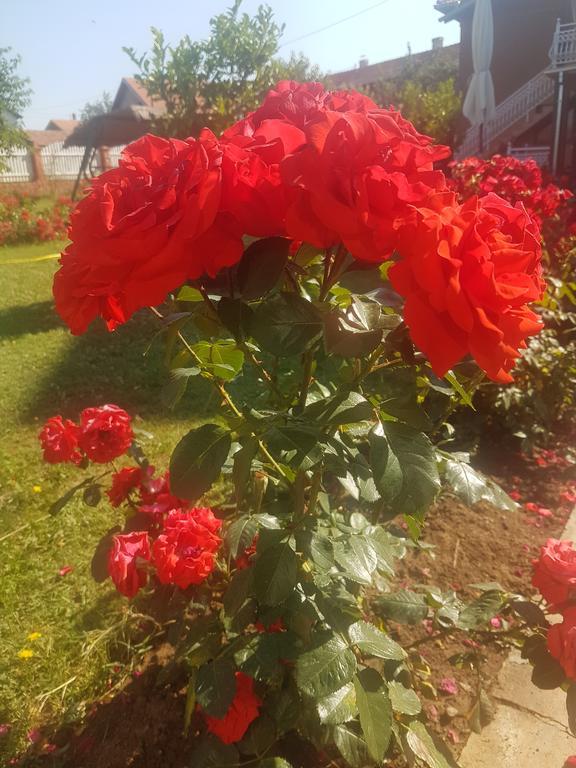Guest House Rose Smederevska Palanka Exterior photo